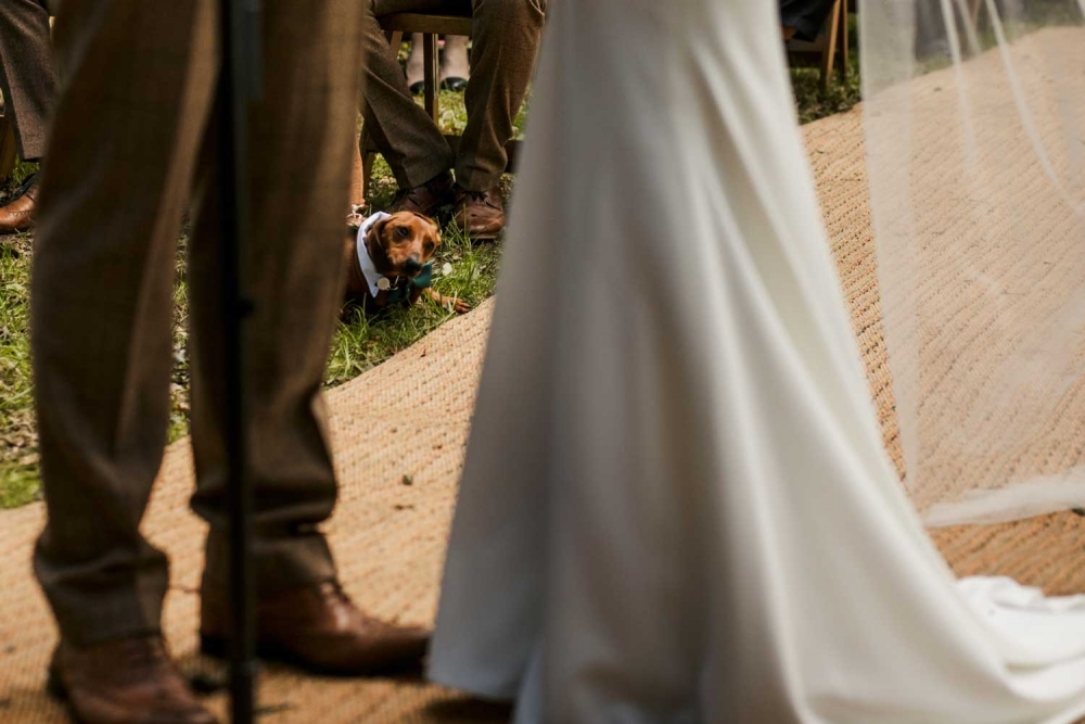 bride and grooms dog watching the ceremony