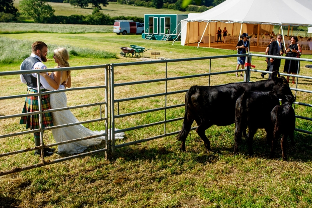 bride and groom swapping wedding gifts ( a cow ) 